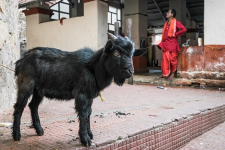 Baby goat for religious sacrifice at Kamakhya temple