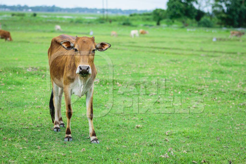 Brown dairy cow in a green field in a village