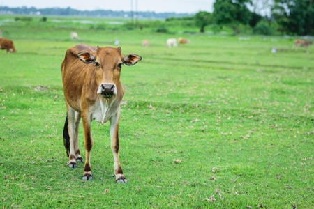 Brown dairy cow in a green field in a village