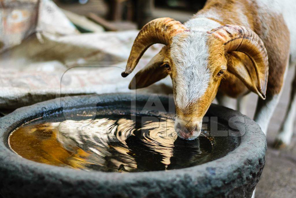 Goat drinking from a stone waterbowl on an urban city street