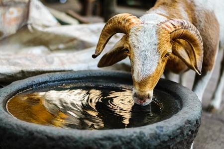 Goat drinking from a stone waterbowl on an urban city street