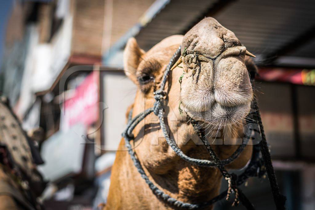 Close up of face of brown working camel in harness on city street in Bikaner in Rajasthan