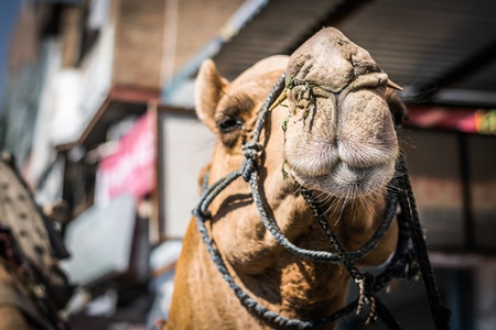 Close up of face of brown working camel in harness on city street in Bikaner in Rajasthan