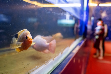 Fish swimming in a tank at an underwater fish tunnel expo aquarium in Pune, Maharashtra, India, 2024