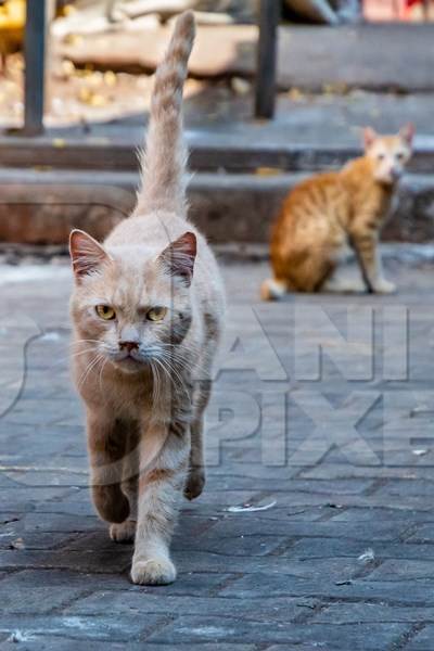 Street cats in an urban city in Maharashtra