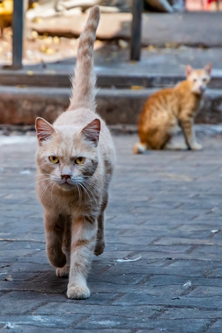 Street cats in an urban city in Maharashtra