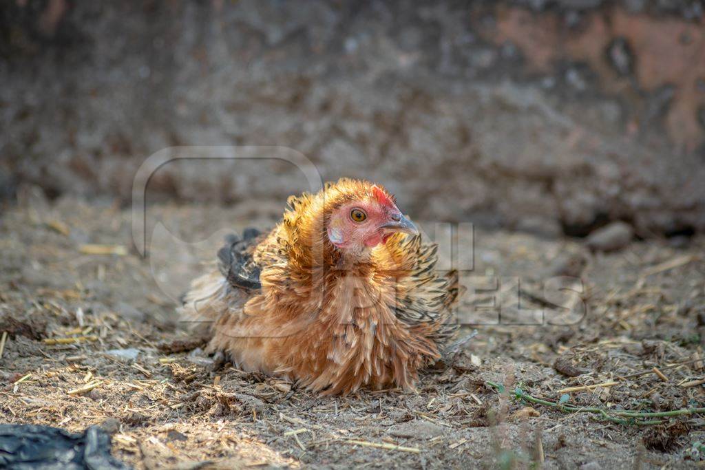 Chicken taking a dust bath in a village in rural Bihar, India