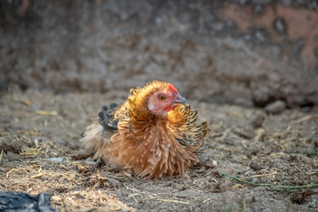 Chicken taking a dust bath in a village in rural Bihar, India