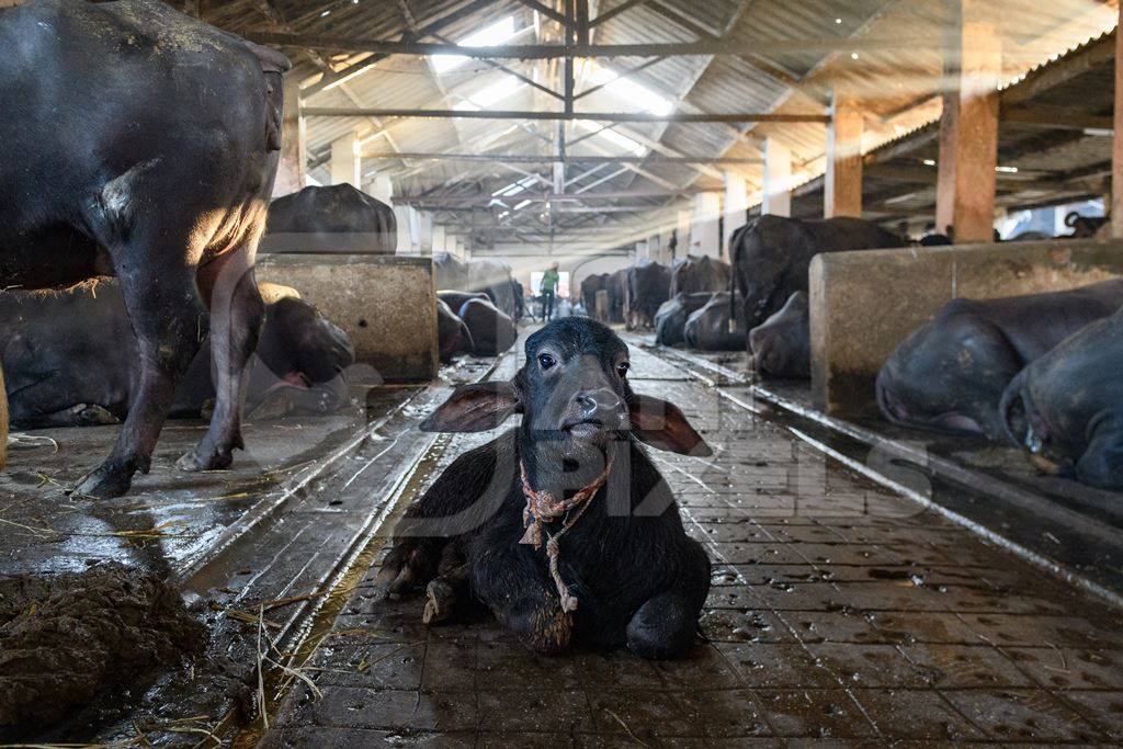 Farmed Indian buffalo calf tied up inside a large concrete shed on an urban dairy farm or tabela, Aarey milk colony, Mumbai, India, 2023