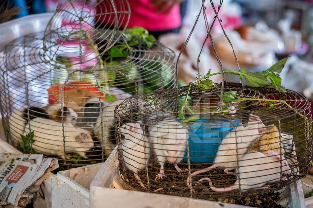 Small white mice and guinea pigs in cages on sale at an exotic market in Nagaland