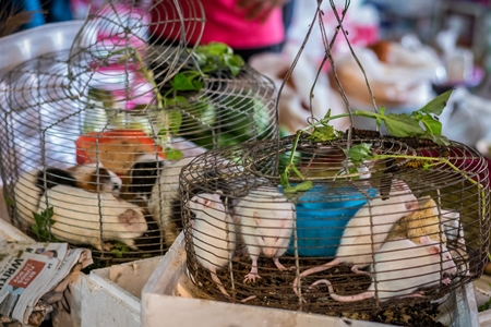 Small white mice and guinea pigs in cages on sale at an exotic market in Nagaland