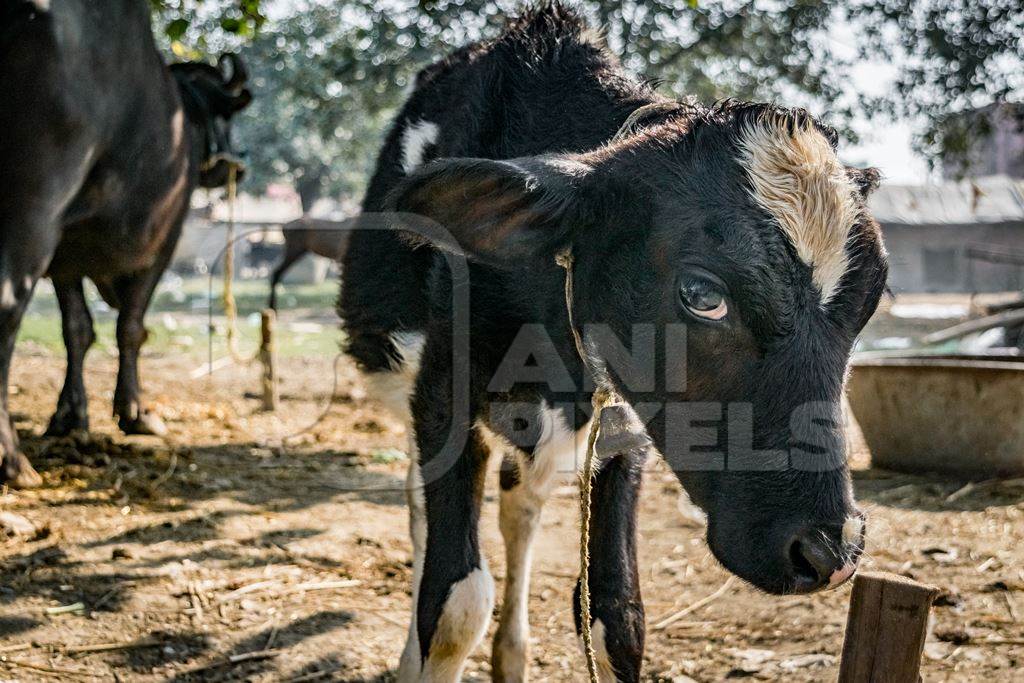 Sad black and white baby dairy calf tied up away from his mother at a cattle fair
