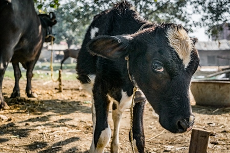 Sad black and white baby dairy calf tied up away from his mother at a cattle fair