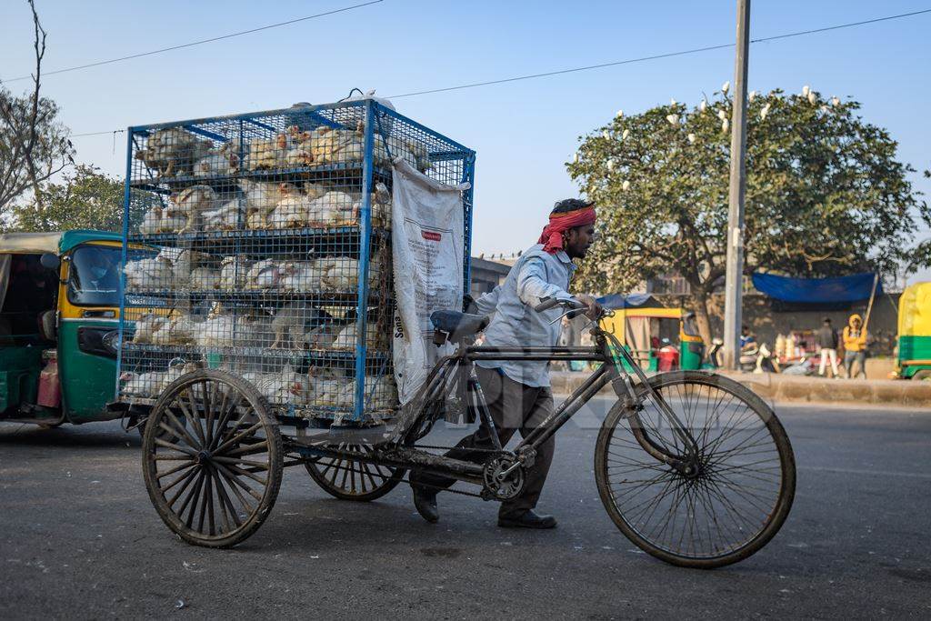 Man pushing a tricycle chicken cart with Indian broiler chickens in cages at Ghazipur murga mandi, Ghazipur, Delhi, India, 2022