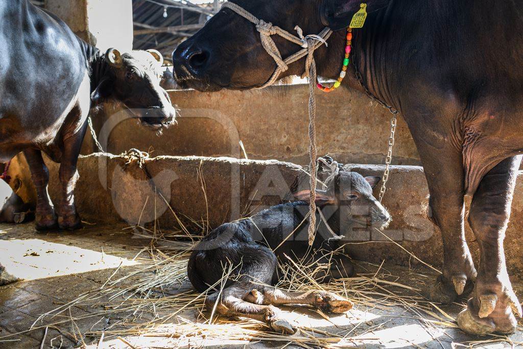 Mother Indian buffalo tied up with calf in a concrete shed on an urban dairy farm or tabela, Aarey milk colony, Mumbai, India, 2023