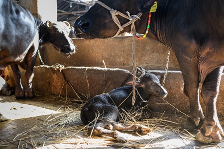 Mother Indian buffalo tied up with calf in a concrete shed on an urban dairy farm or tabela, Aarey milk colony, Mumbai, India, 2023