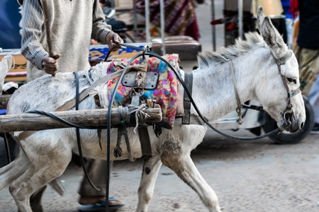 Small donkey being used for animal labour in harness on road in Bikaner in Rajasthan