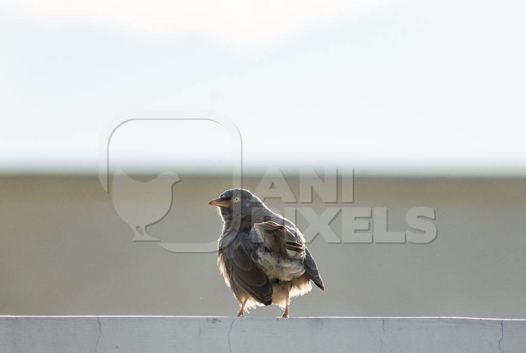 Jungle babbler bird sitting on wall with white background