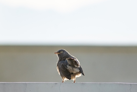 Jungle babbler bird sitting on wall with white background