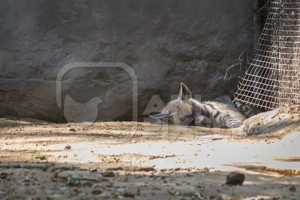 Captive hyena sleeping in a barren cage at Guwahati zoo in Assam