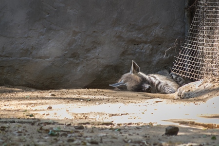 Captive hyena sleeping in a barren cage at Guwahati zoo in Assam