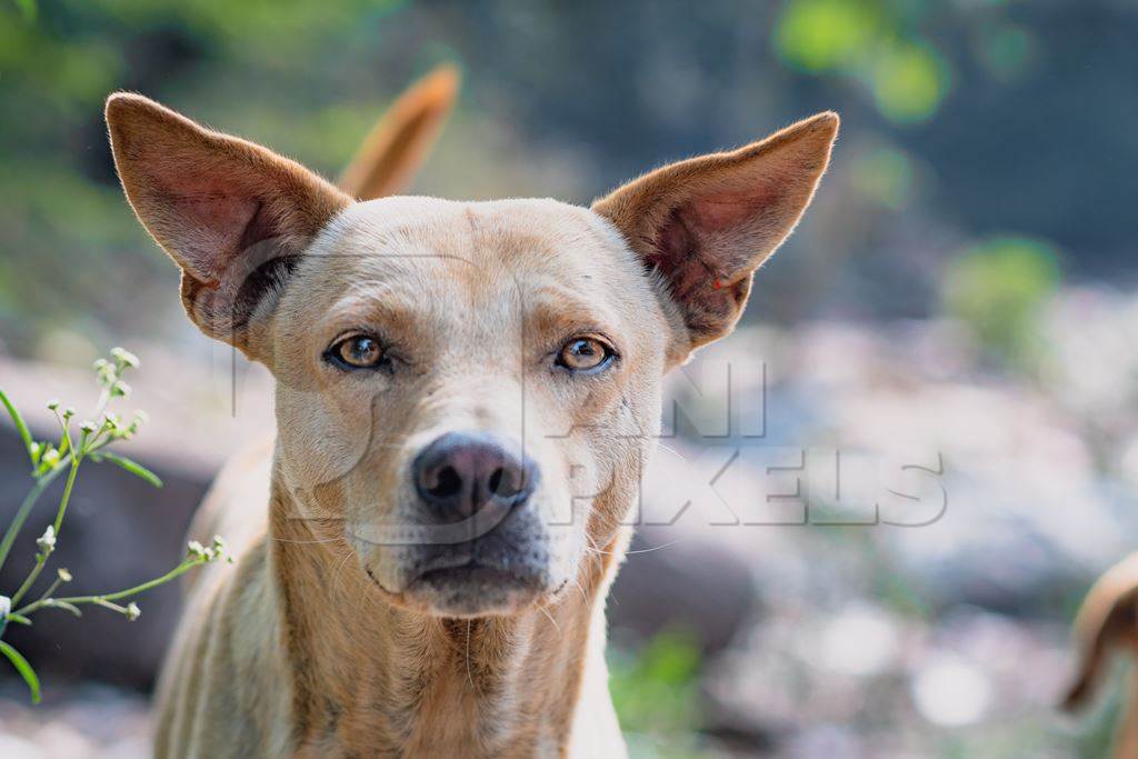 Close up portrait of Indian street or stray pariah dog on the road in urban city in Maharashtra, India, 2022