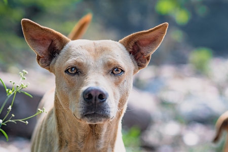 Close up portrait of Indian street or stray pariah dog on the road in urban city in Maharashtra, India, 2022