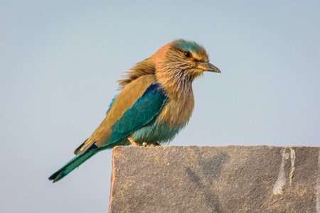 Indian roller bird sitting on post in rural Rajasthan wtih blue sky background