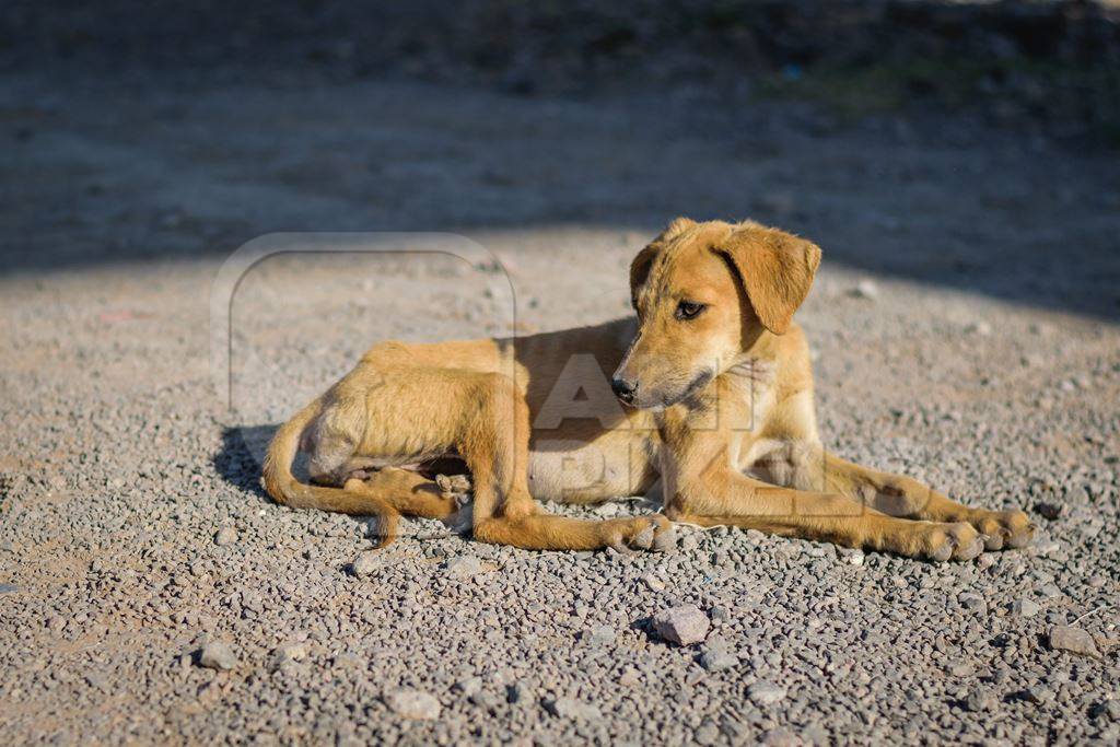 Stray street puppy dog on road in Maharashtra