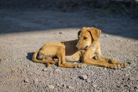 Stray street puppy dog on road in Maharashtra