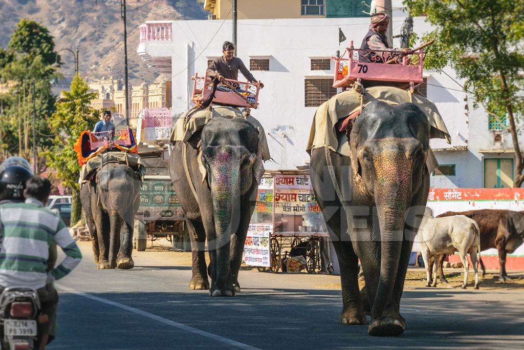 Painted elephants used for entertainment tourist ride walking on street in Ajmer