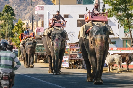 Painted elephants used for entertainment tourist ride walking on street in Ajmer