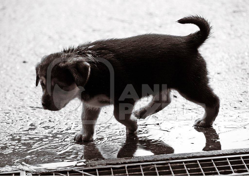 Small black puppy wet on street in monsoon rains