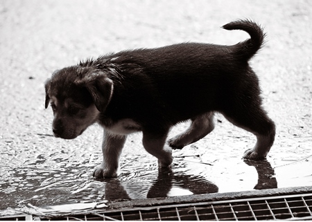 Small black puppy wet on street in monsoon rains