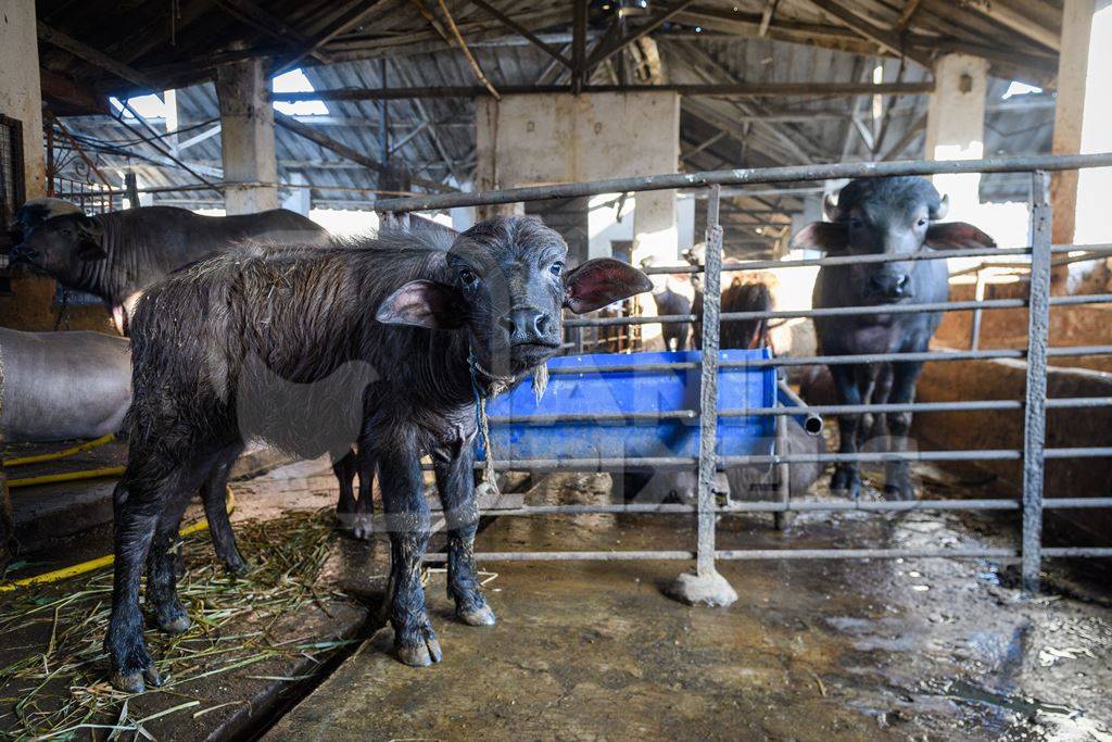 Farmed Indian buffalo calf tied up inside a large concrete shed on an urban dairy farm or tabela, Aarey milk colony, Mumbai, India, 2023