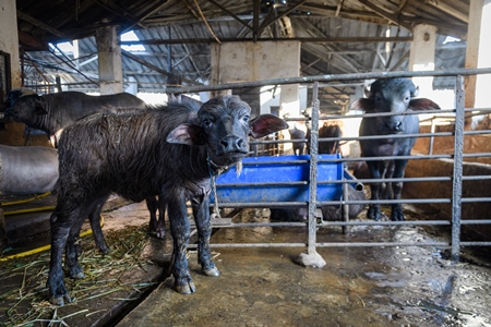 Farmed Indian buffalo calf tied up inside a large concrete shed on an urban dairy farm or tabela, Aarey milk colony, Mumbai, India, 2023