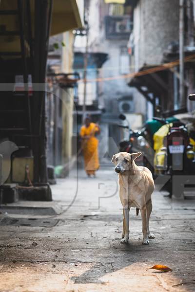 Indian street dog or stray pariah dog in a lane in Pune, India, 2024