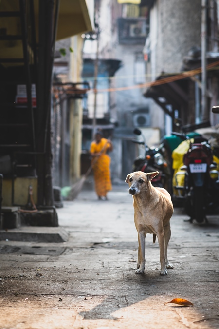 Indian street dog or stray pariah dog in a lane in Pune, India, 2024