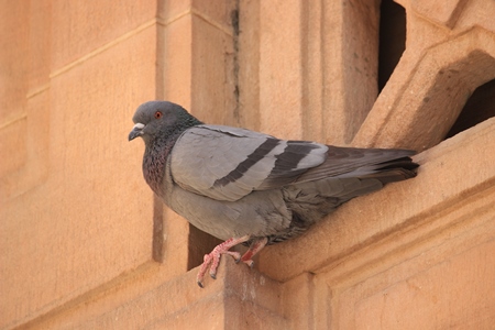 Pigeon on side of orange building