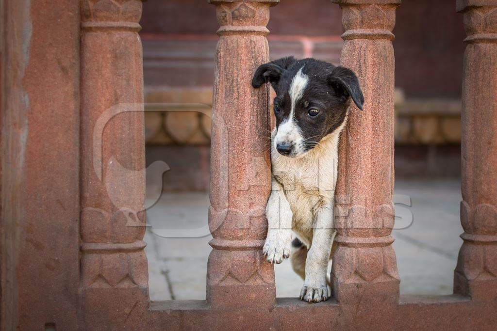 Small Indian street dog puppy or stray pariah dog puppy in railings, Jodhpur, India, 2022