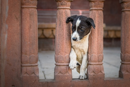 Small Indian street dog puppy or stray pariah dog puppy in railings, Jodhpur, India, 2022