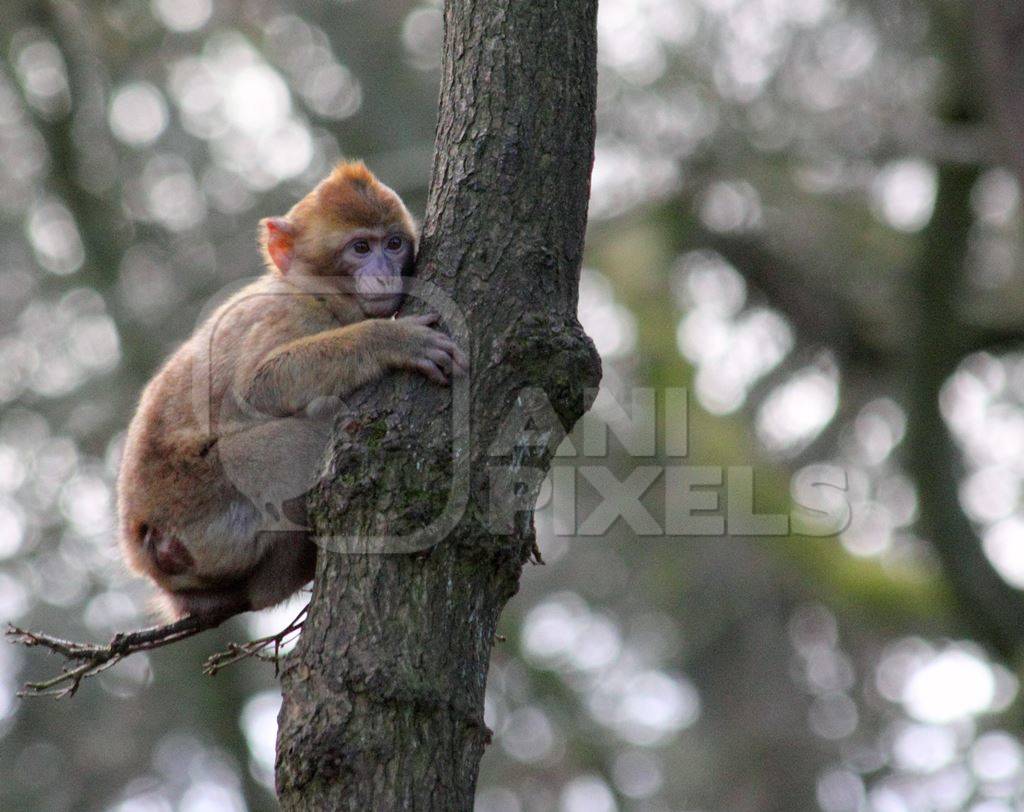 Small baby macaque monkey up a tree
