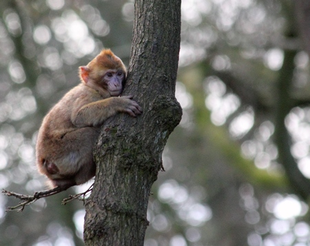 Small baby macaque monkey up a tree