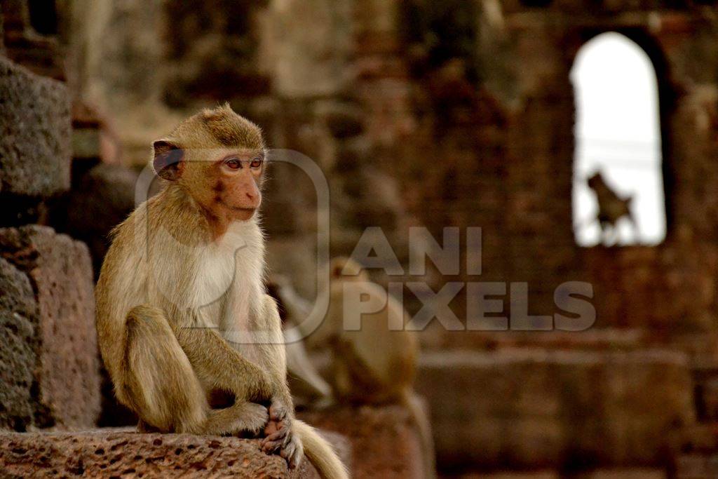 Monkeys sitting among stone ruins