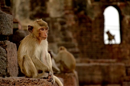 Monkeys sitting among stone ruins