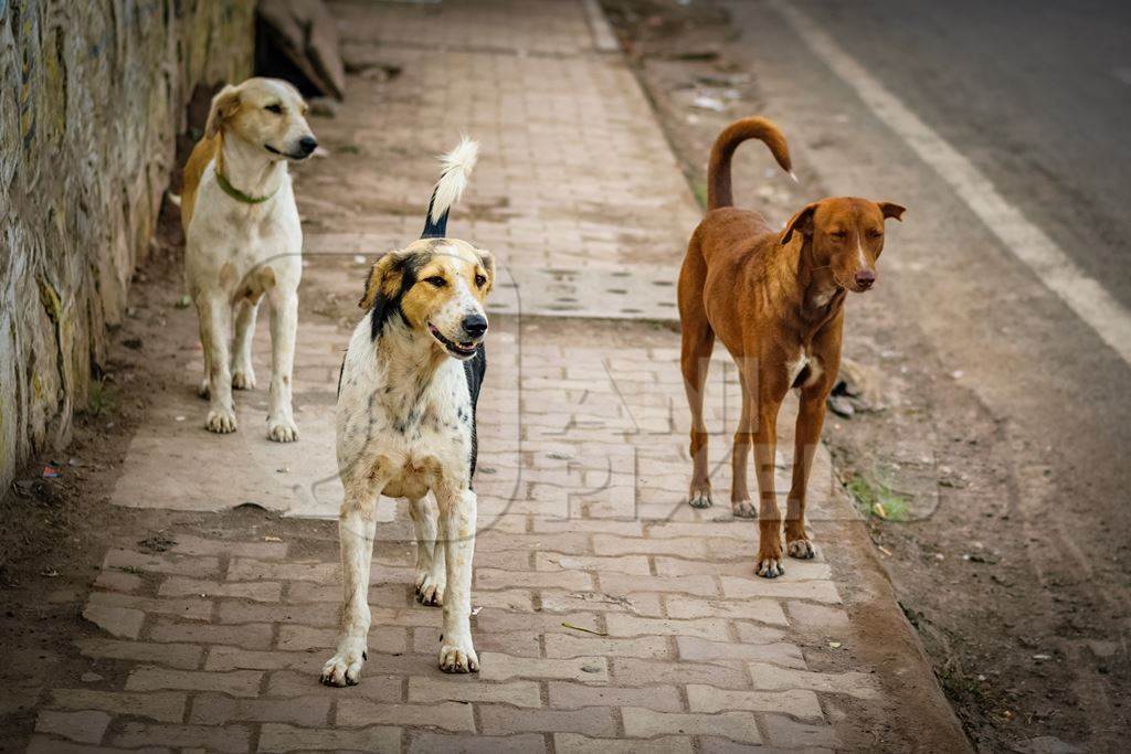 Stray street dogs on pavement on street in urban city