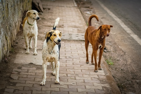 Stray street dogs on pavement on street in urban city