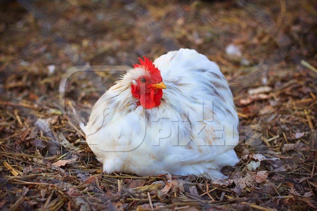 White hen or chicken sitting on the brown earth