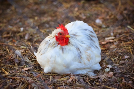 White hen or chicken sitting on the brown earth