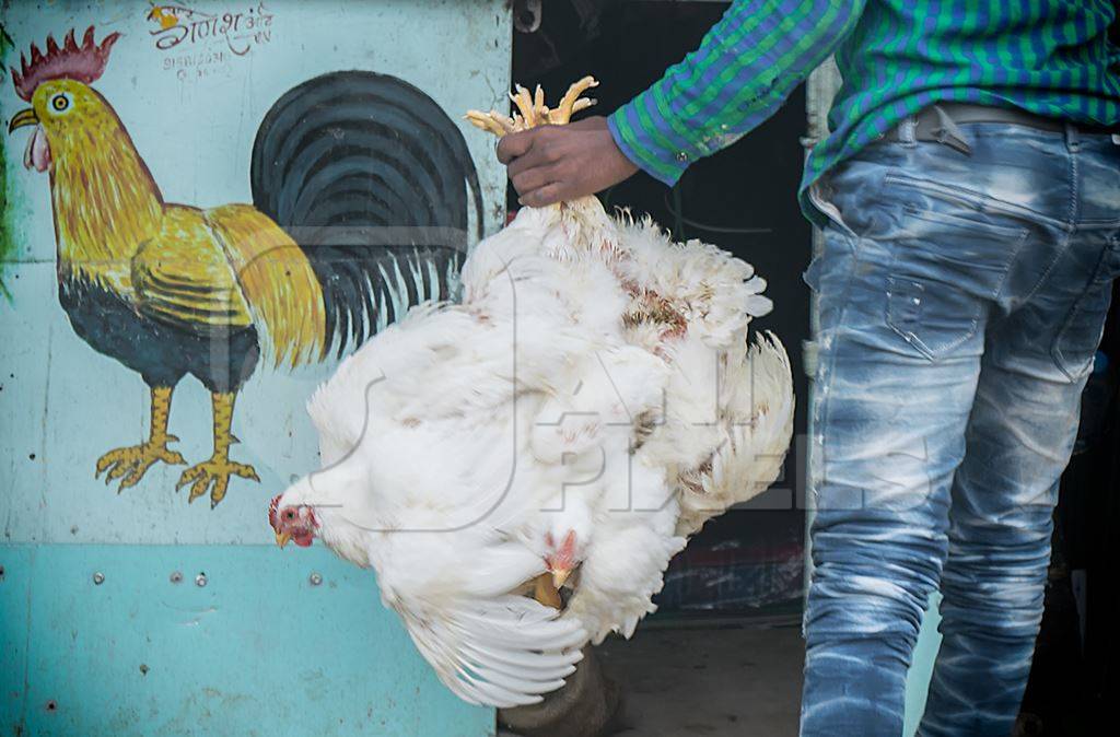 Man holidng bunch of broiler chickens tied upside down in an urban city